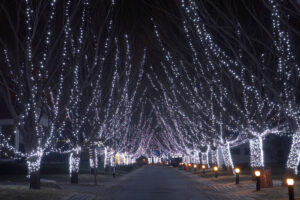 Christmas Light Installer in Beaumont, Texas